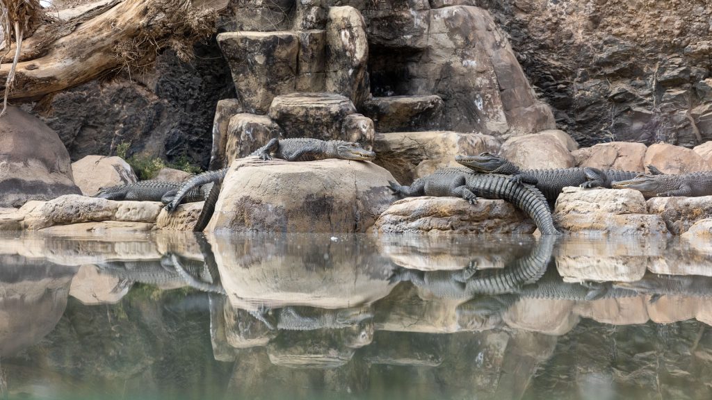 Oasis Wildlife Park Fuerteventura