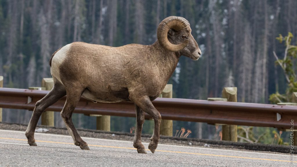 Yellowstone National Park Tiere