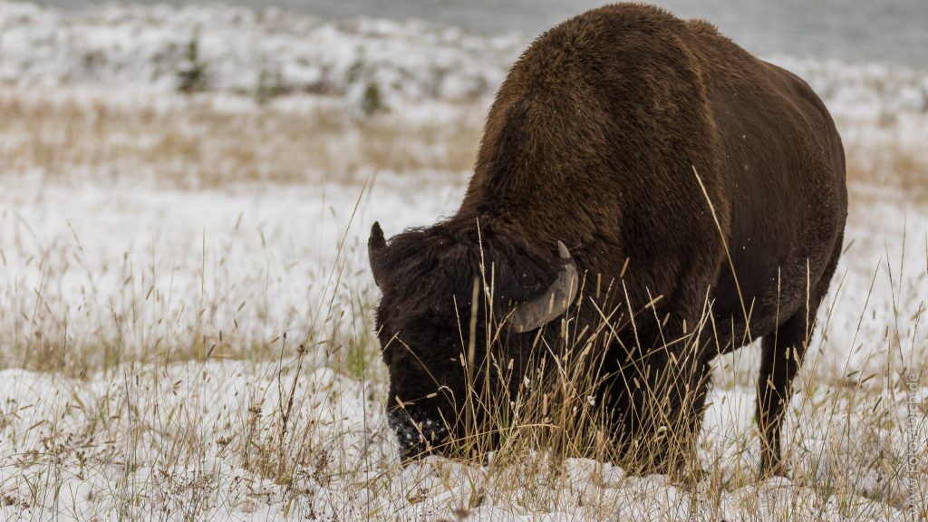 Yellowstone National Park