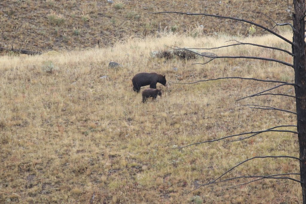 Yellowstone National Park Tiere