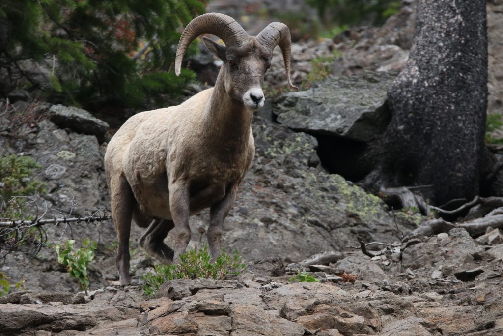 Yellowstone National Park Tierwelt