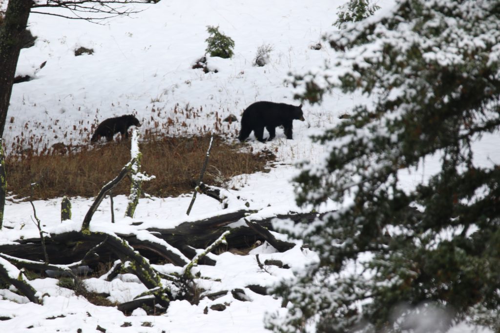 Yellowstone National Park