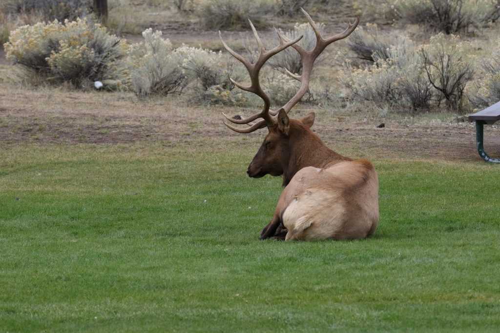 Yellowstone National Park