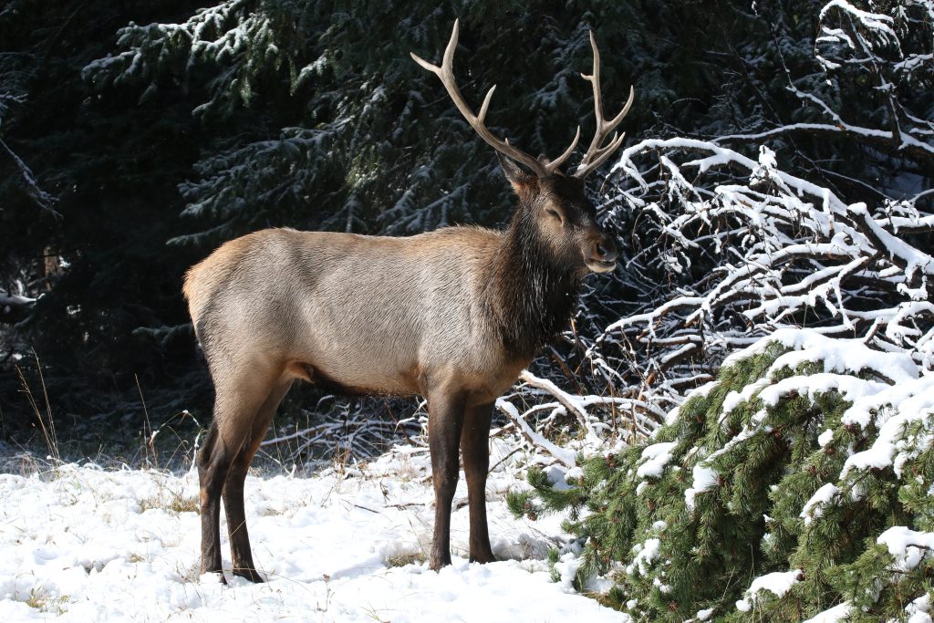 Yellowstone National Park Tiere