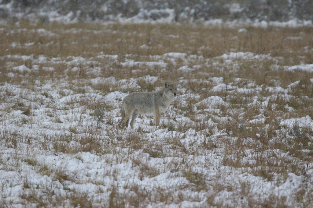 Yellowstone National Park Tiere