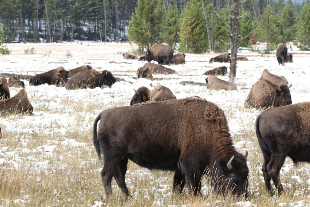 Yellowstone National Park Tiere