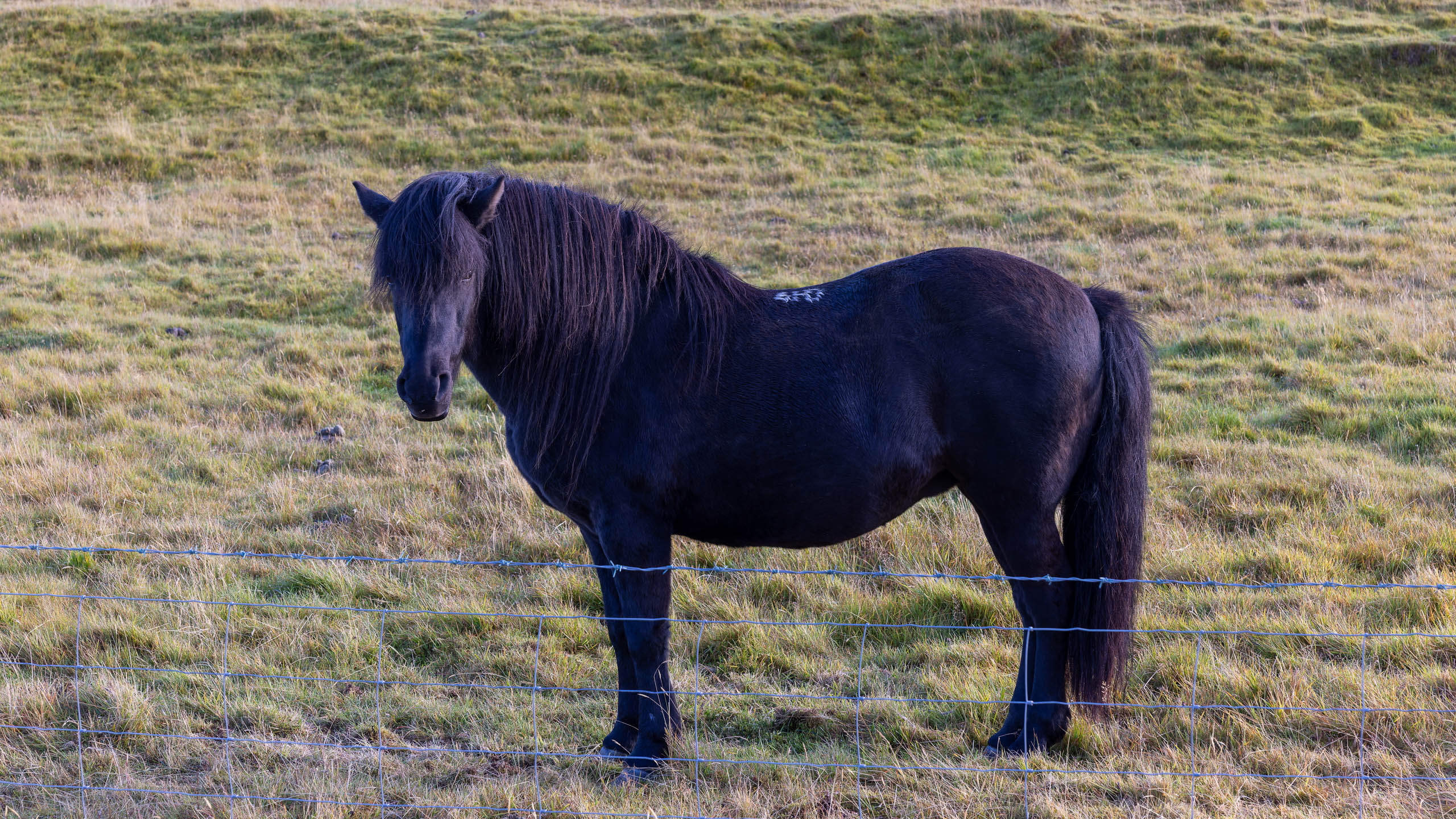 Island pony