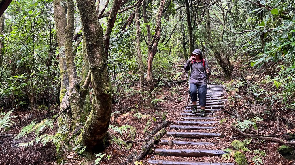 Regen im Wald bei Levada Dos Cedros